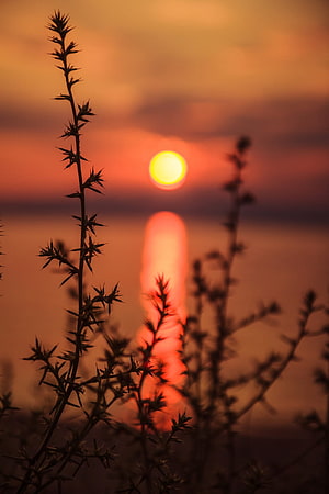 Silhouetted thorny plant against a glowing sunset over calm water with warm orange and red tones HD phone wallpaper