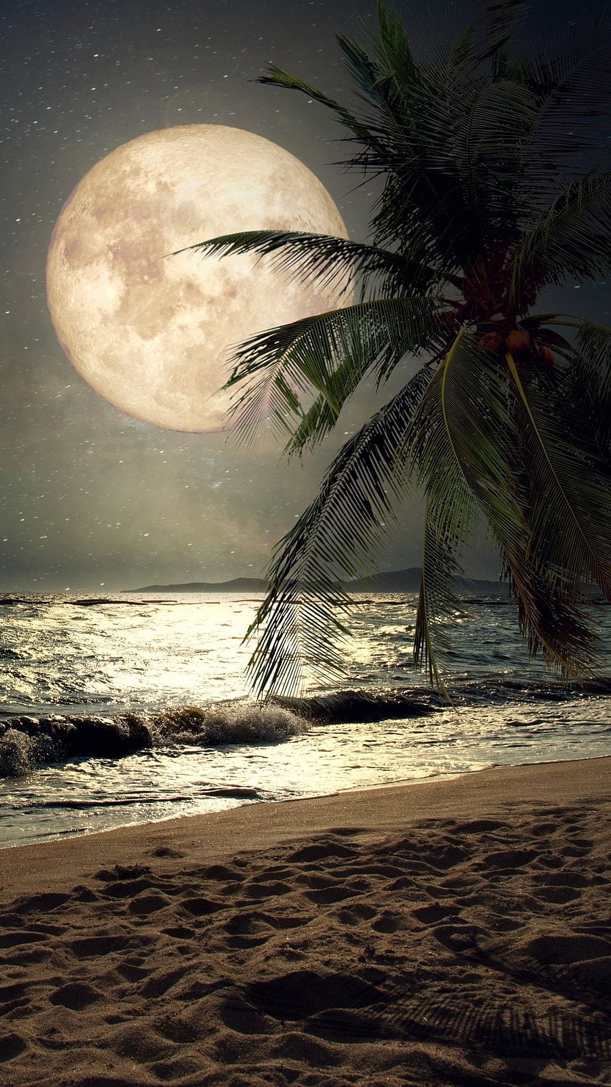Full Moon Rising Over a Tropical Beach with Silhouetted Palm Tree at Night HD phone wallpaper