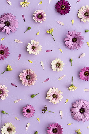 Scattered Pink and White Daisies on a Soft Lilac Background HD phone wallpaper