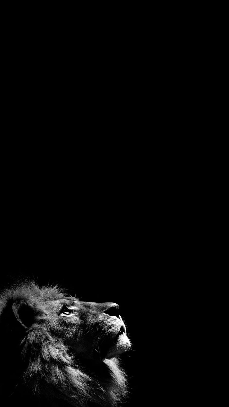 Dramatic Black and White Lion Portrait in Profile Against Dark Background HD phone wallpaper