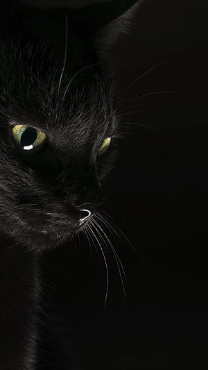 Mysterious Black Cat Portrait with Glowing Green Eyes in Dark Shadows HD phone wallpaper