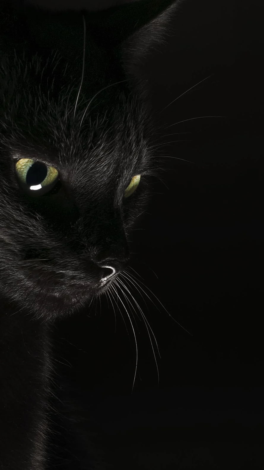 Mysterious Black Cat Portrait with Glowing Green Eyes in Dark Shadows HD phone wallpaper