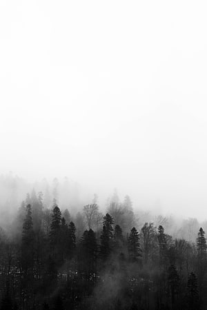 Monochromatic Misty Forest Landscape with Dark Coniferous Silhouettes HD phone wallpaper