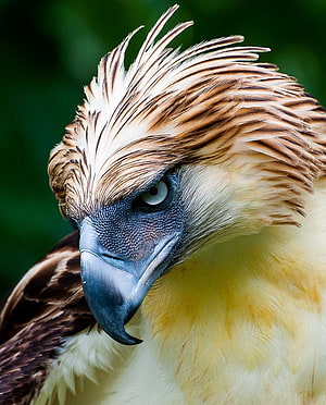 Close-up portrait of a Philippine Eagle with striking golden crest and piercing eyes HD phone wallpaper