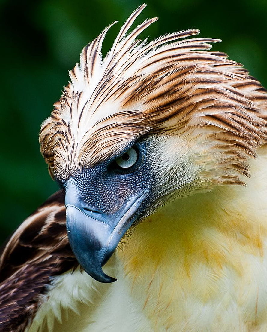 Close-up portrait of a Philippine Eagle with striking golden crest and piercing eyes HD phone wallpaper
