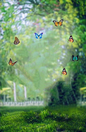 Colorful Butterflies Flying Over a Lush Green Garden Path HD phone wallpaper