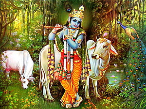 Lord Krishna Playing Flute in a Lush Forest with Cows and Peacocks HD wallpaper