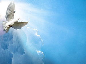 White Dove Flying in Blue Sky with Divine Sun Rays and Clouds HD wallpaper