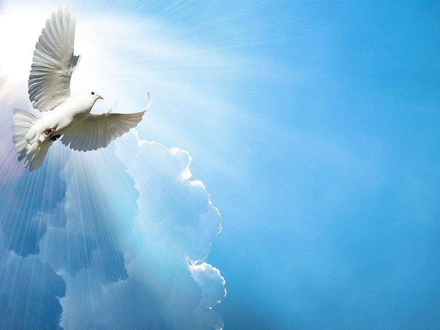 White Dove Flying in Blue Sky with Divine Sun Rays and Clouds HD wallpaper