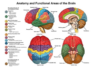 Labeled Human Brain Anatomy Diagram Showing Functional Areas and Lobes, Human Brain Anatomy, #brain anatomy HD wallpaper