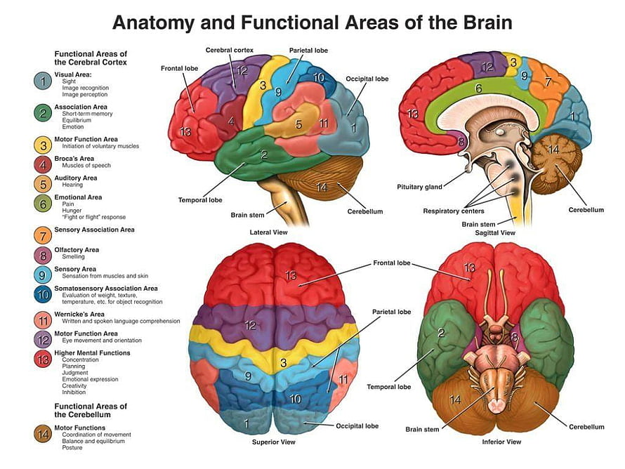 Labeled Human Brain Anatomy Diagram Showing Functional Areas and Lobes, Human Brain Anatomy, #brain anatomy HD wallpaper