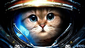 Cute Astronaut Cat in Spacesuit Helmet with Blue Eyes and Cosmic Background HD wallpaper