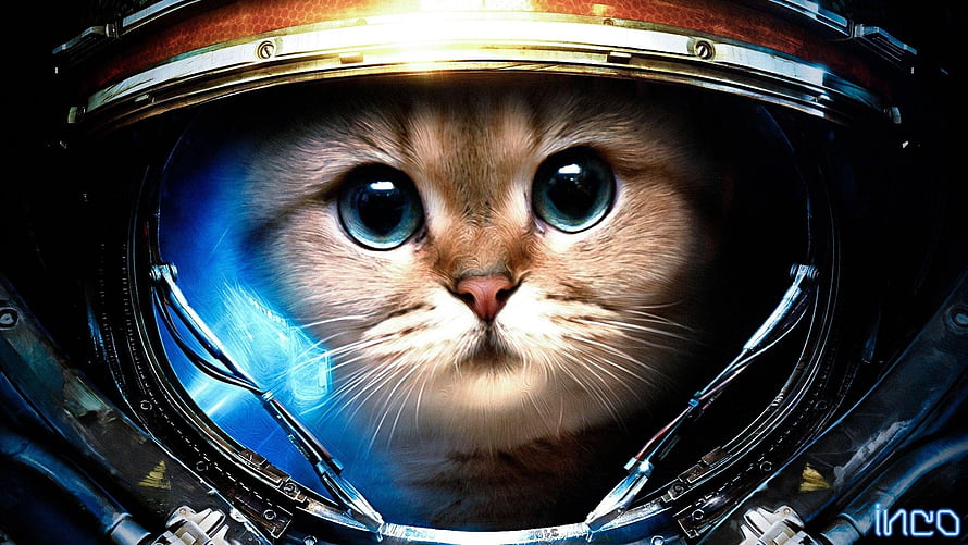 Cute Astronaut Cat in Spacesuit Helmet with Blue Eyes and Cosmic Background HD wallpaper