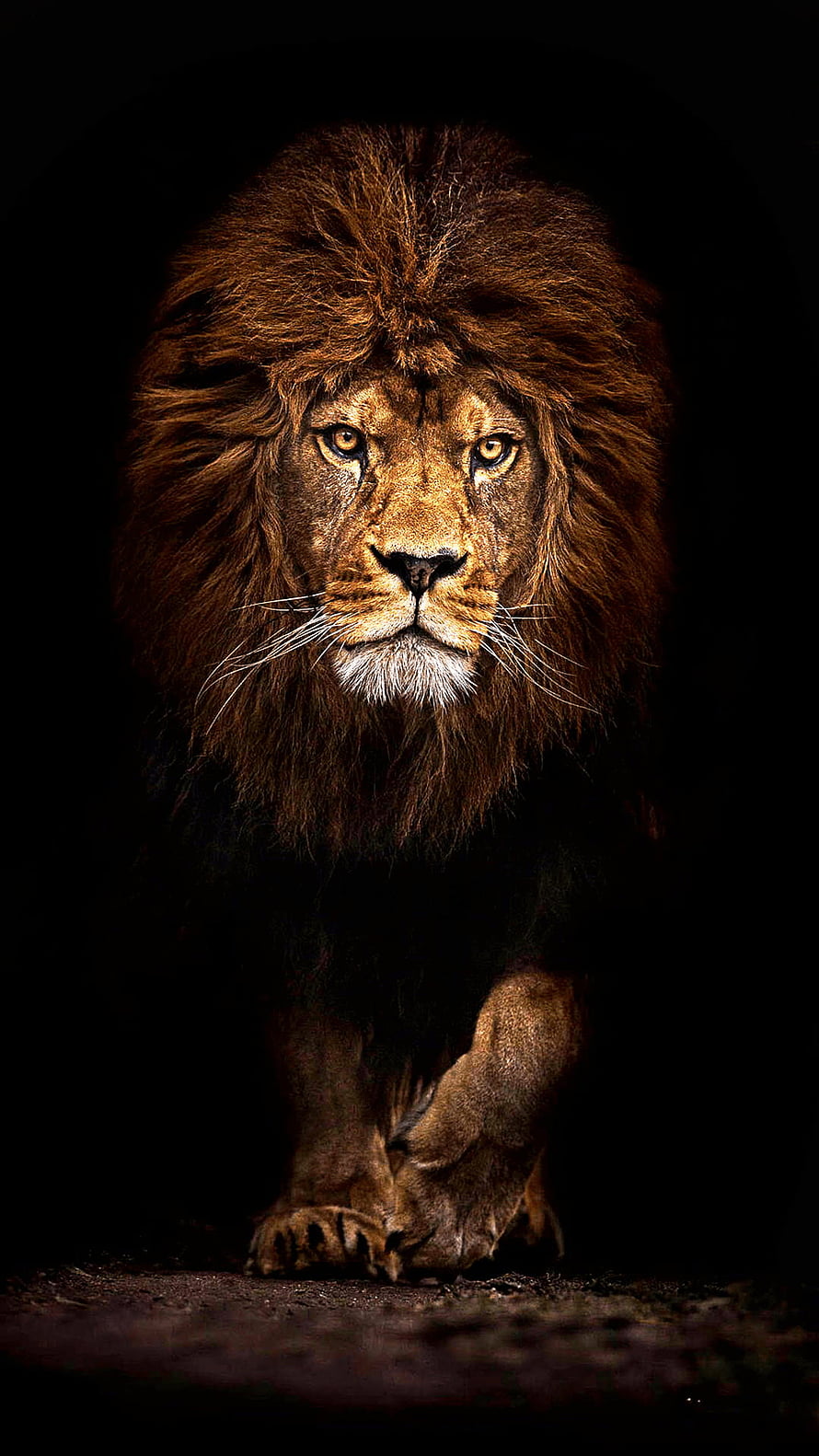Majestic Male Lion Walking Forward in Dark Dramatic Lighting HD phone wallpaper