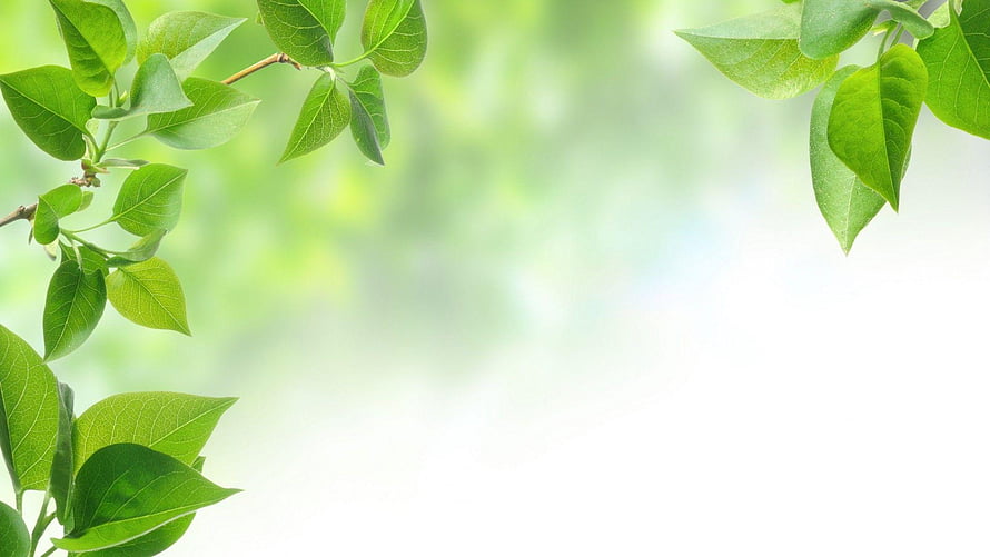 Fresh Green Leaves on Branches Against Soft Blurred Background HD wallpaper
