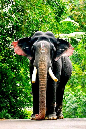 Pambady Rajan Asian Elephant with Tusks and Forehead Marking in Lush Green Jungle HD phone wallpaper