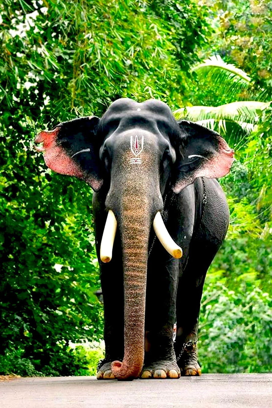 Pambady Rajan Asian Elephant with Tusks and Forehead Marking in Lush Green Jungle HD phone wallpaper