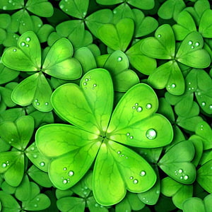 Lucky Four Leaf Clover With Dew Drops On Green Leaves Background HD phone wallpaper