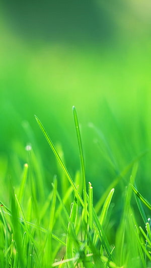 Vibrant Green Grass Blades Close-Up With Soft Blurred Background HD phone wallpaper