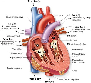 Anatomical Diagram of the Human Heart Showing Chambers, Valves, and Major Blood Vessels, Labeled Human Heart Human Anatomy Real Human Heart Labeled Human Anatomy HD wallpaper