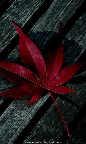 Vibrant Red Japanese Maple Leaf Resting on Weathered Dark Wood Planks HD phone wallpaper