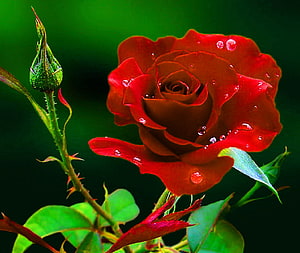 Vibrant red rose with dew drops and a green bud against a dark background HD wallpaper