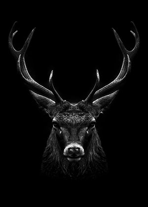Dramatic Black and White Stag Head Portrait with Majestic Antlers on Dark Background HD phone wallpaper