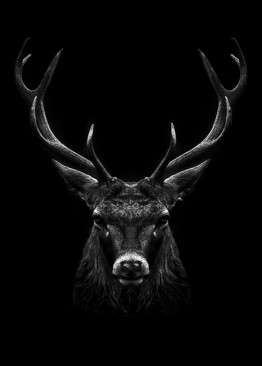 Dramatic Black and White Stag Head Portrait with Majestic Antlers on Dark Background HD phone wallpaper