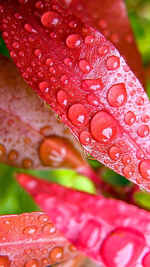 Macro Photography of Vibrant Red Leaves with Glistening Water Droplets HD phone wallpaper