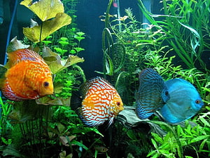 Vibrant Discus Fish Swimming in a Lush Planted Aquarium HD wallpaper