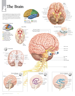 Detailed Human Brain Anatomy Diagram with Labeled Lobes, Ventricle System, and Functional Areas, Brain Anatomy Functions Of The Brain Ideas Human Brain Anatomy, #brain anatomy HD phone wallpaper
