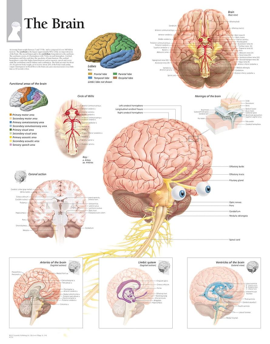 Detailed Human Brain Anatomy Diagram with Labeled Lobes, Ventricle System, and Functional Areas, Brain Anatomy Functions Of The Brain Ideas Human Brain Anatomy, #brain anatomy HD phone wallpaper