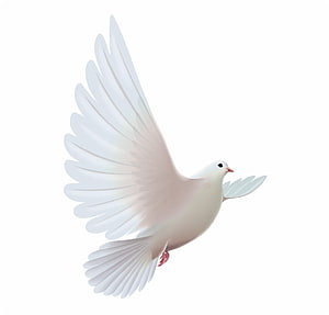 White Dove in Flight with Spread Wings on Clean White Background HD wallpaper