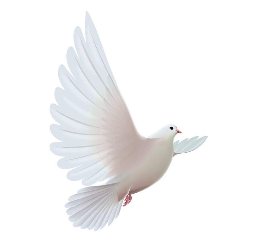 White Dove in Flight with Spread Wings on Clean White Background HD wallpaper