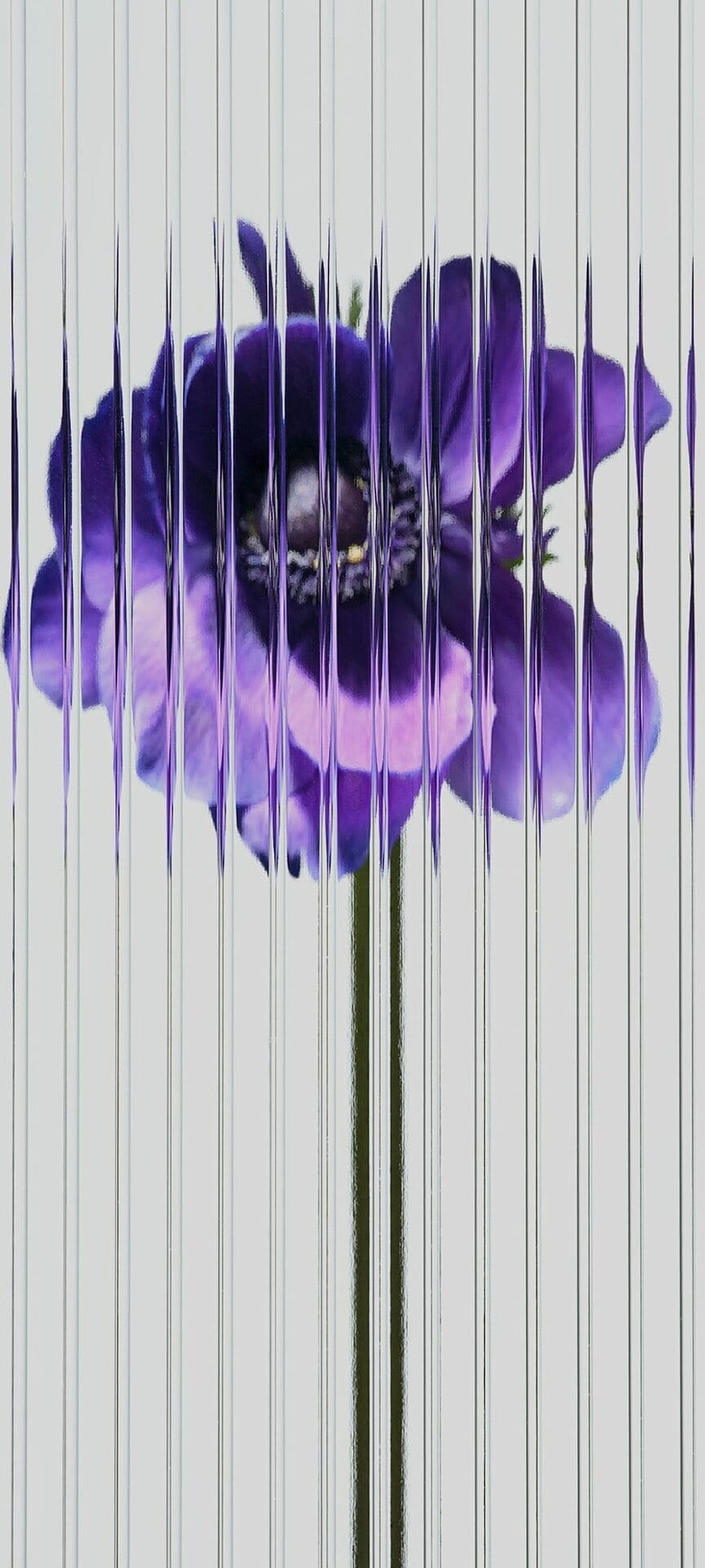 Purple Anemone Flower With Vertical Glitch Distortion Effect On White Background HD phone wallpaper