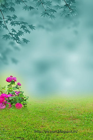 Serene Garden Scene With Pink Roses And Maple Leaves On Green Grass HD phone wallpaper