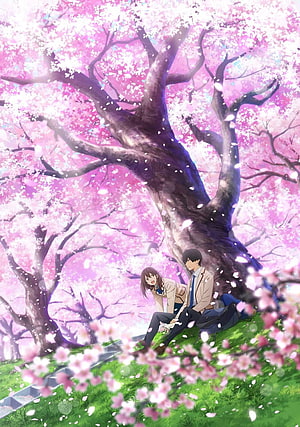 I Want to Eat Your Pancreas Anime Couple Under Cherry Blossoms HD phone wallpaper