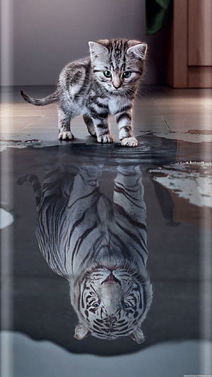 Kitten and White Tiger Reflection in Water Puddle HD phone wallpaper