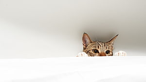 Curious Tabby Cat Peeking Over White Surface With Wide Eyes and Paws HD wallpaper