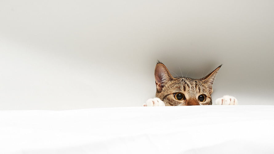 Curious Tabby Cat Peeking Over White Surface With Wide Eyes and Paws HD wallpaper