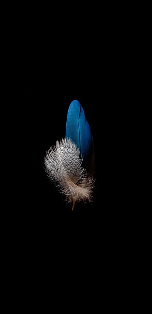 Blue and White Feather on Black Background HD phone wallpaper
