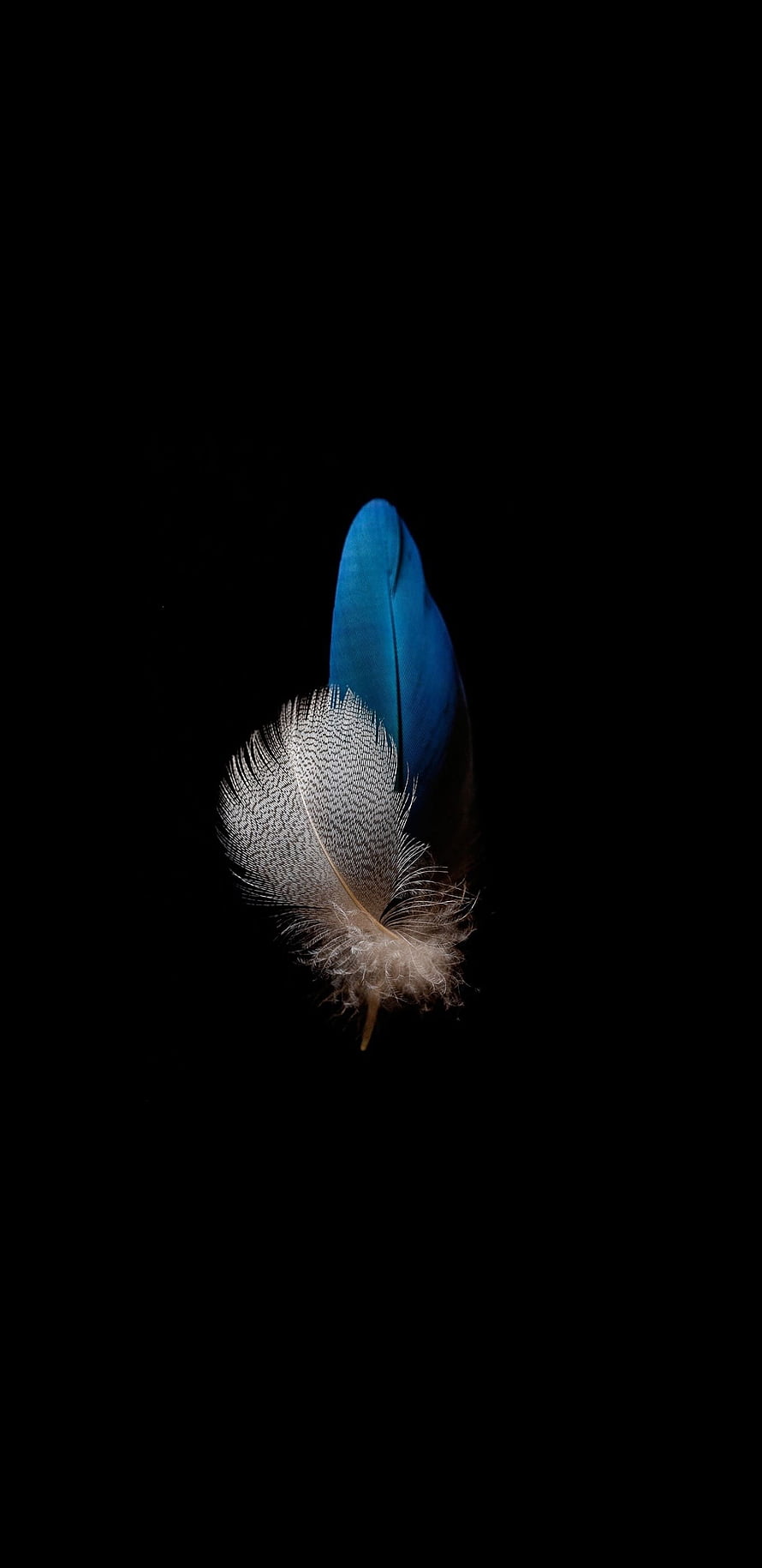 Blue and White Feather on Black Background HD phone wallpaper