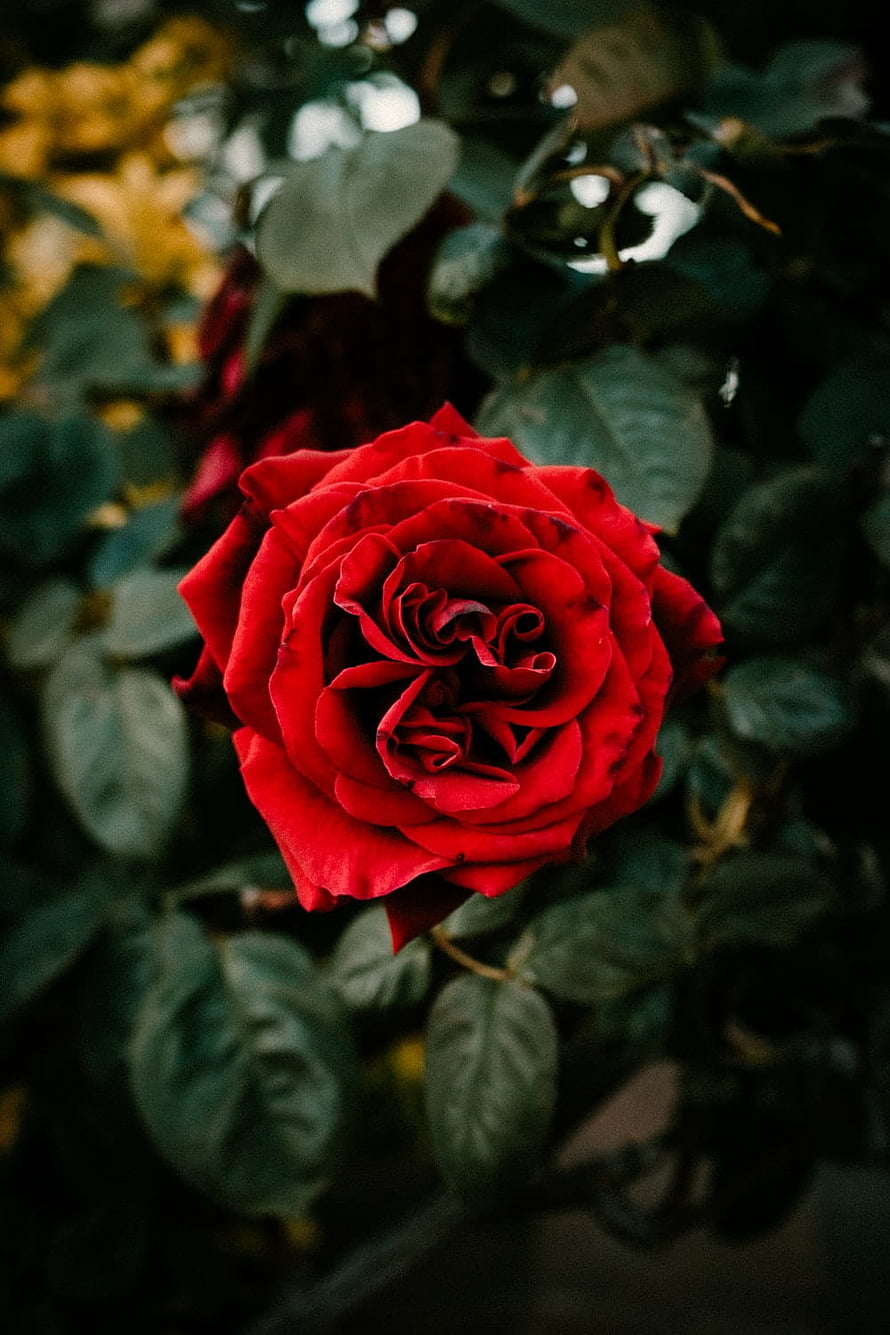 Vibrant Red Rose in Full Bloom Against Dark Green Foliage HD phone wallpaper