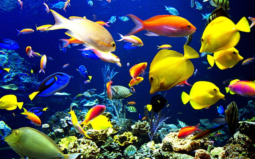 Vibrant School of Tropical Fish Swimming in a Colorful Coral Reef Aquarium HD wallpaper