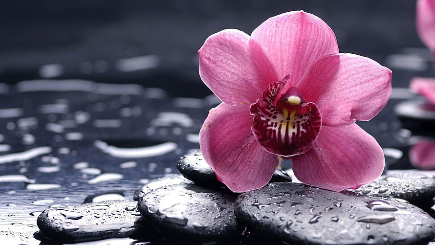 Pink Cymbidium Orchid Resting on Wet Black Zen Stones HD wallpaper
