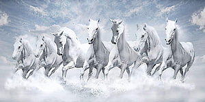 Seven White Horses Galloping Through Misty Water Under a Cloudy Sky HD wallpaper