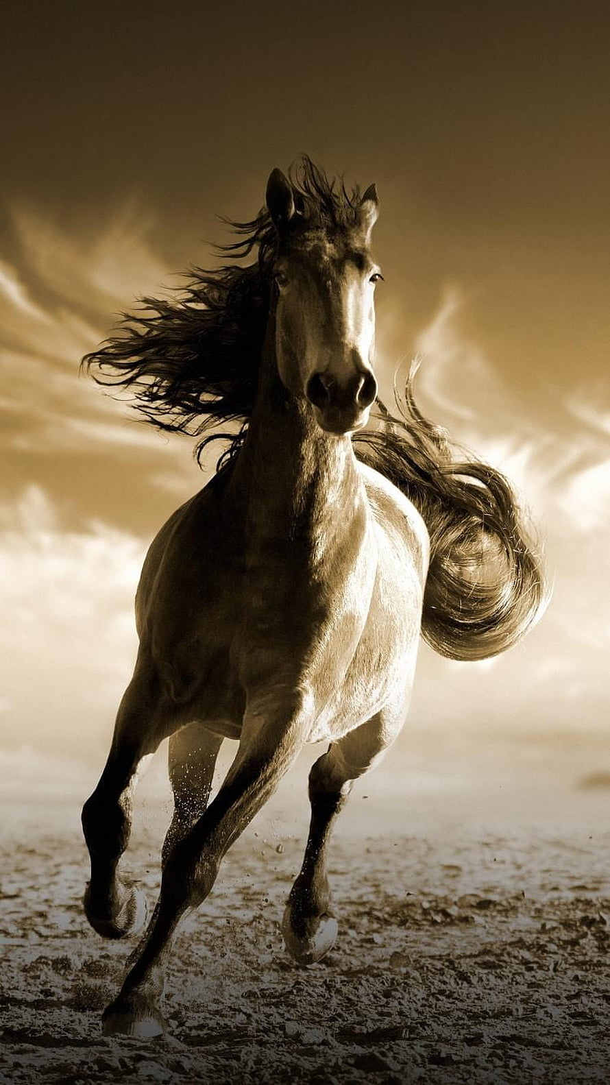 Sepia Toned Galloping Horse With Flowing Mane Running Across Open Terrain HD phone wallpaper