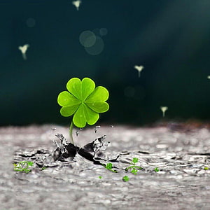 Vibrant Four Leaf Clover Sprouting From Cracked Earth Against Dark Background HD phone wallpaper
