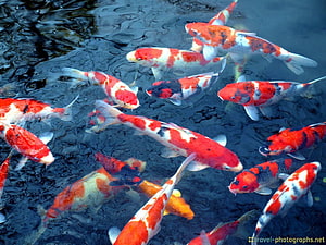 School of Colorful Koi Fish Swimming in Dark Pond Water HD wallpaper