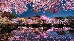 Illuminated Cherry Blossoms Reflecting in a Japanese Garden Pond at Night HD wallpaper